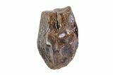 Triceratops Tooth Crown (Little Wear) - Montana #69124-1
